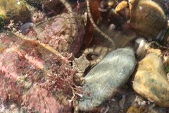 Ophionereis annulata