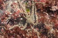 Ophionereis annulata