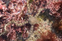 Ophionereis annulata