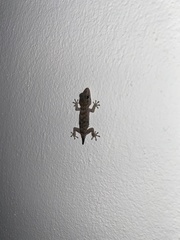 Tarentola gomerensis