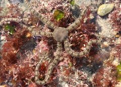 Ophionereis annulata