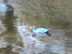 Hymenolaimus malacorhynchos