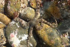 Ophionereis annulata