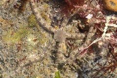 Ophionereis annulata