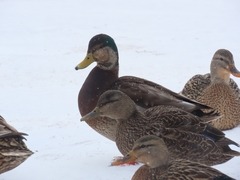 Anas rubripes × platyrhynchos