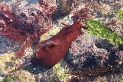 Aplysia californica