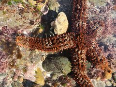 Astrometis sertulifera