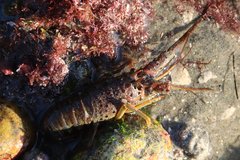 Panulirus interruptus