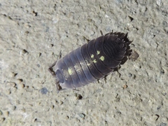 Porcellio spinipennis