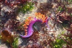 Flabellinopsis iodinea