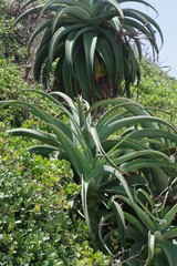 Aloe thraskii