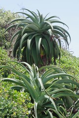 Aloe thraskii
