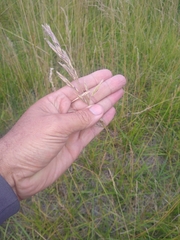 Bromus auleticus