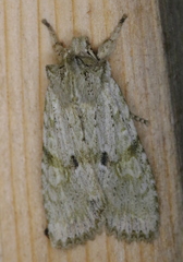 Lithophane patefacta