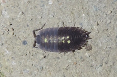 Porcellio spinipennis