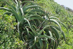 Aloe thraskii