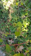 Pavonia lasiopetala