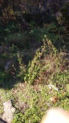 Pavonia lasiopetala