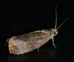 Olethreutes submissanum