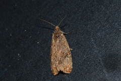 Olethreutes submissanum