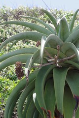 Aloe thraskii