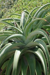 Aloe thraskii