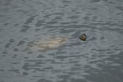 Trachemys scripta elegans