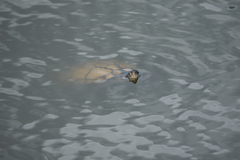 Trachemys scripta elegans