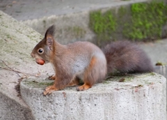 Sciurus vulgaris