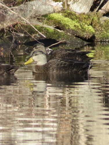 American Black Duck (Anas rubripes)