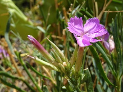 Dianthus rupicola