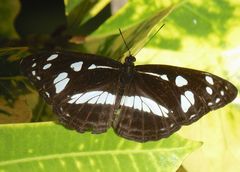 Phaedyma shepherdi