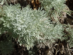 Artemisia arborescens