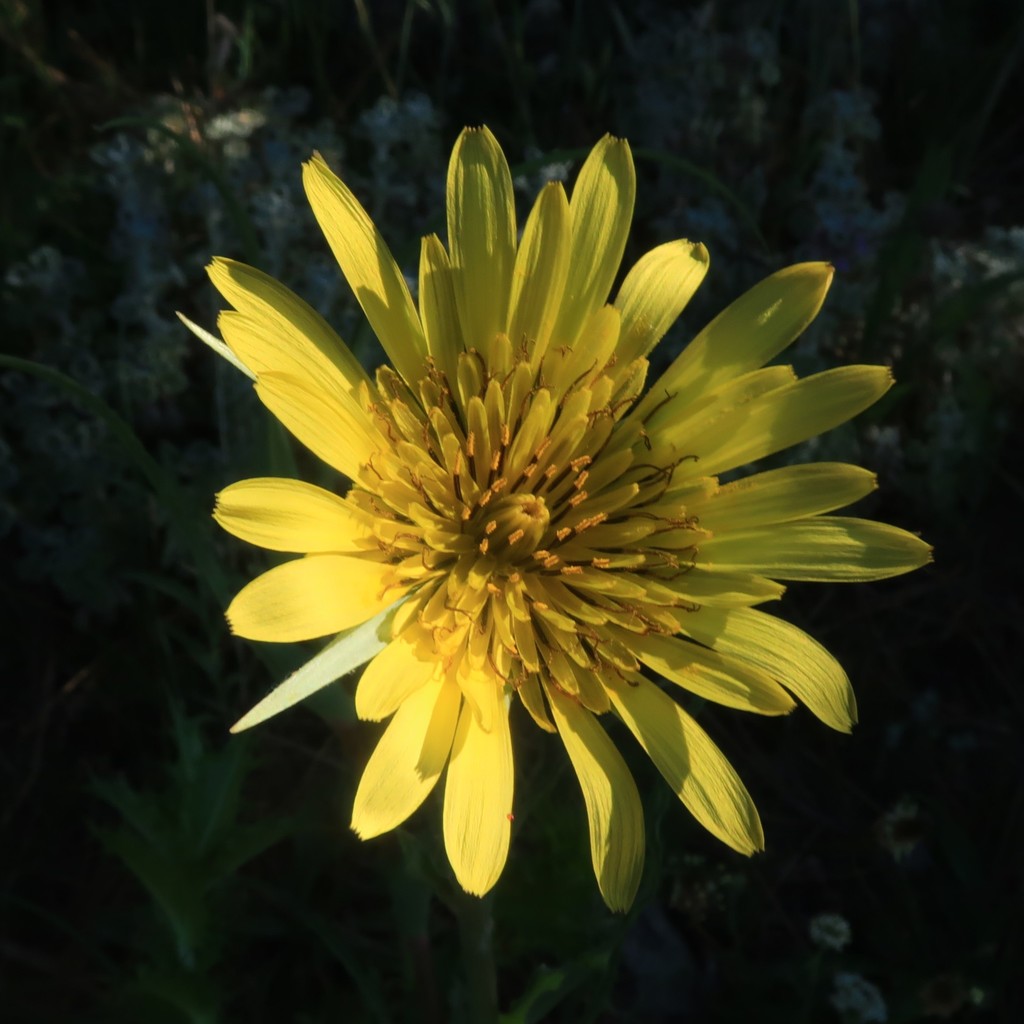 Tragopogon lainzii