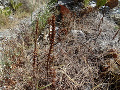 Orobanche sanguinea