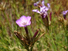 Dianthus rupicola