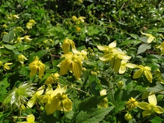 Clematis serratifolia