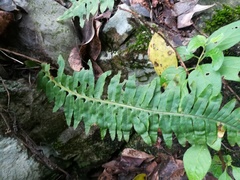 Polypodium plesiosorum