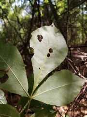 Carya myristiciformis