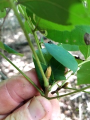 Carya myristiciformis