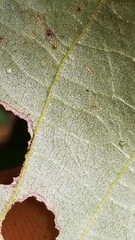 Carya myristiciformis