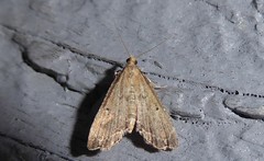 Diplopseustis perieresalis