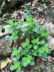 Peperomia liebmannii