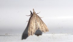 Diplopseustis perieresalis