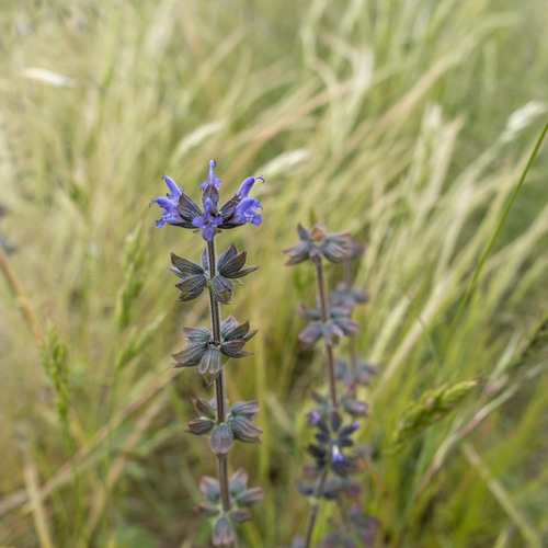 Salvia verbenaca iNat (2)