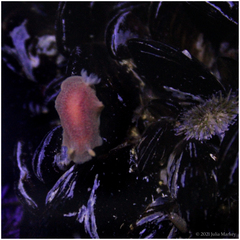 Nudipleura