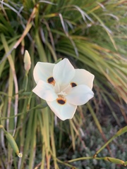 Dietes