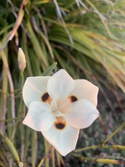 Dietes