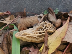 Morchella rufobrunnea