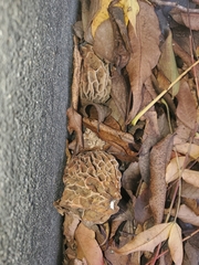 Morchella rufobrunnea